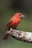 Hepatic Tanager